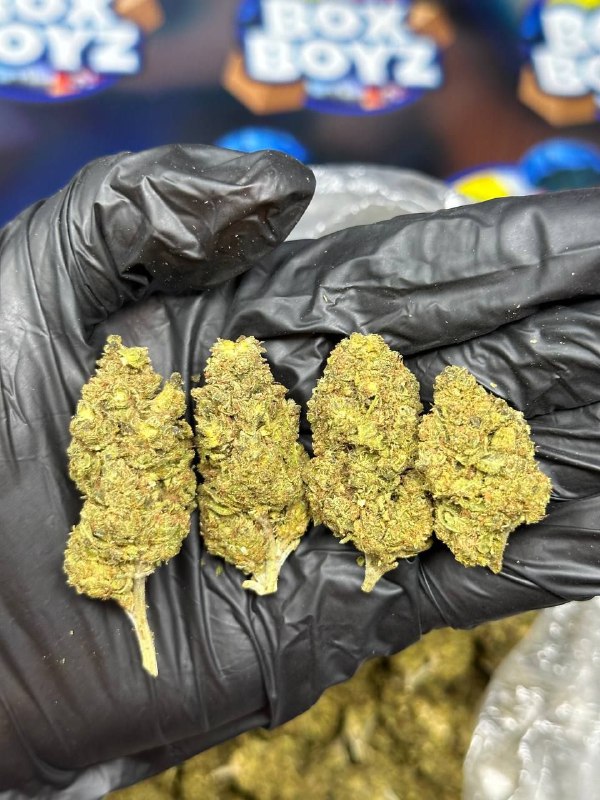 Wonka Bars strain