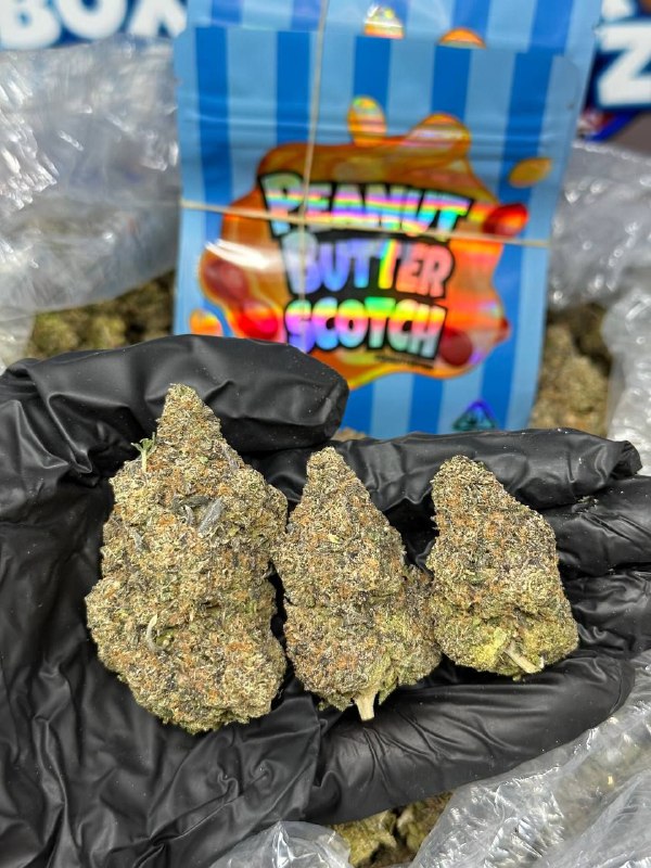 Peanut Butter Scotch strain