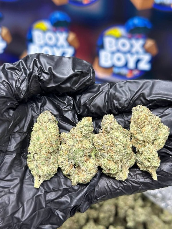 Panda Milk strain