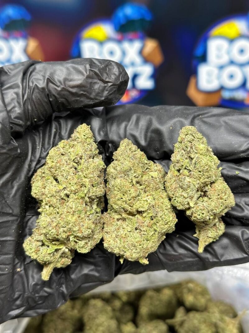 White Bacio strain