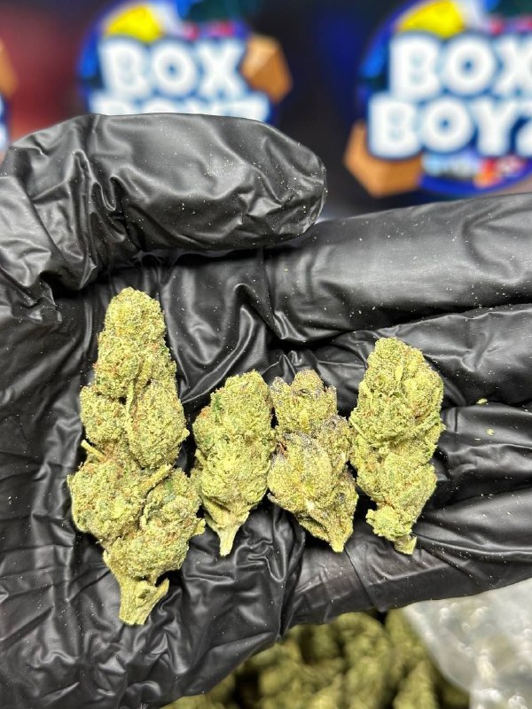 Key lime pie strain