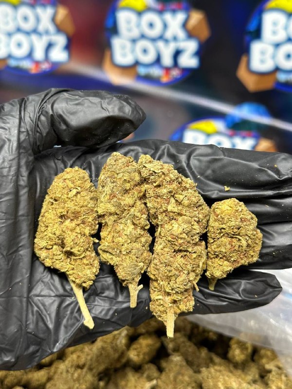 Silver Haze strain