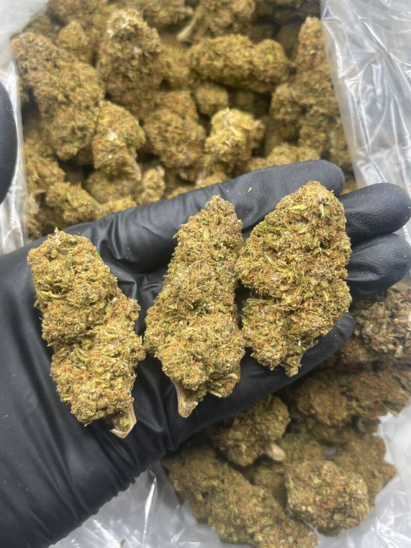 CANDY KRUSH STRAIN