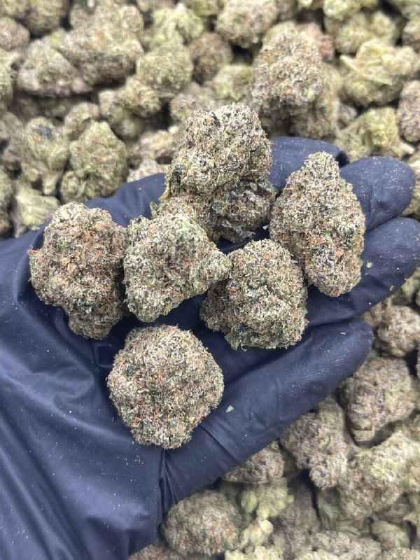 COCONUT BLAST STRAIN