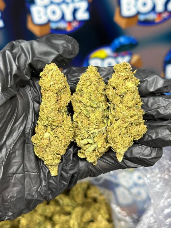 SFV OG strain