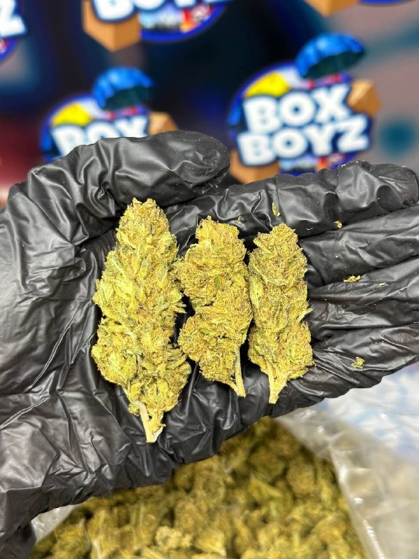 Truffle Pie strain