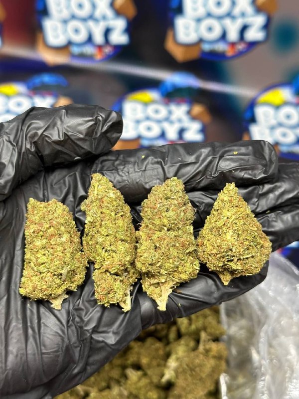 Supreme Papaya strain