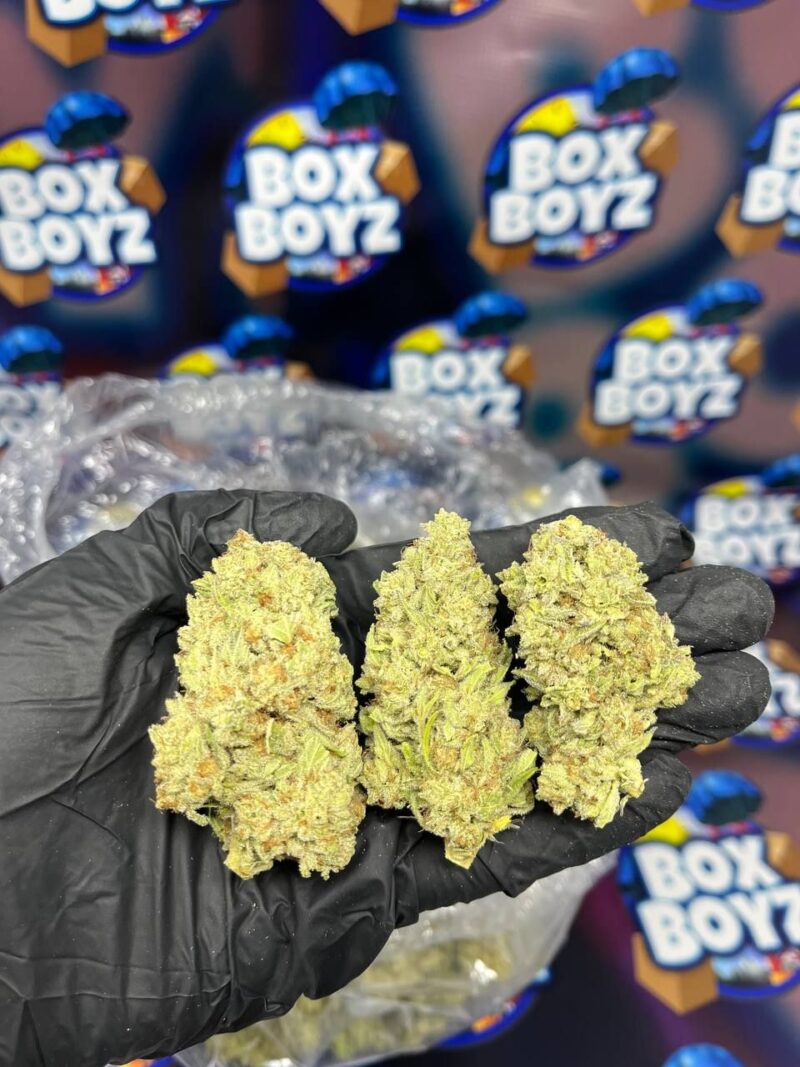 White Fuego strain