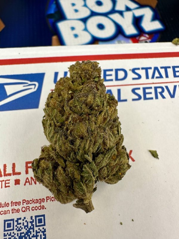G-13 strain