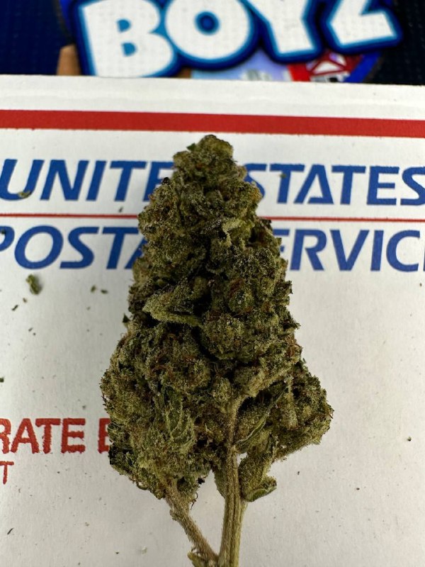 Ice Gushers strain