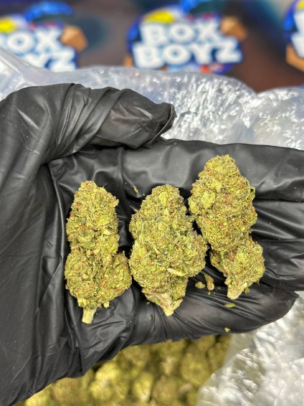 Northern lights strain