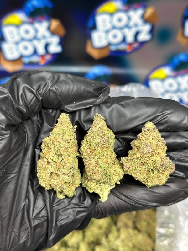 Cherry Zelato strain