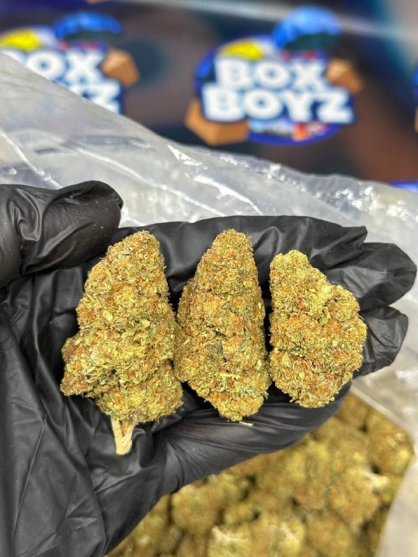 Orange gelato strain
