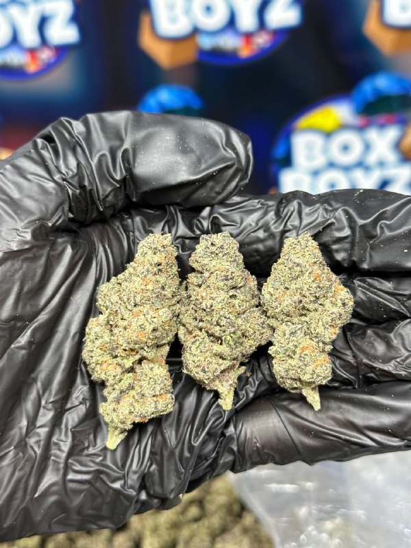 Candy Runtz strain