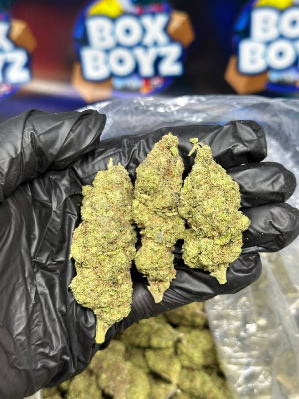 Blue Gushers strain