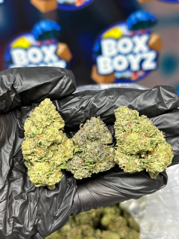 SnowConez strain