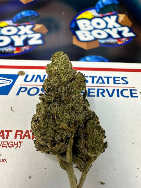 Midnight Berries strain