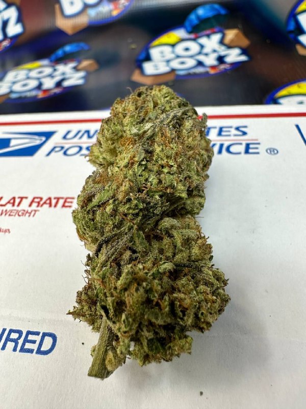 Xj-13 strain