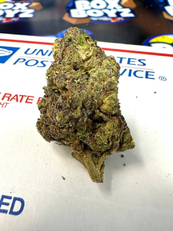 Stardust strain