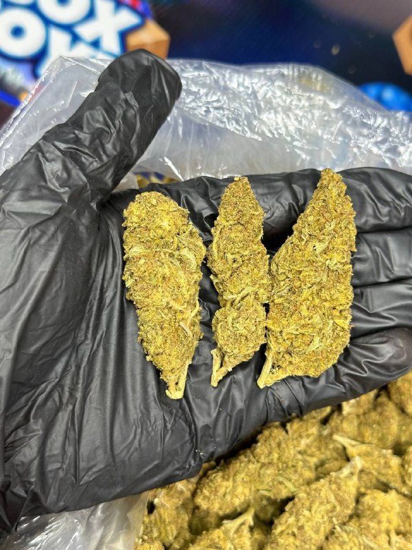 Blackberry Gushers strain