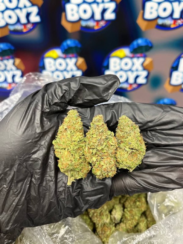 Purple gushers strain