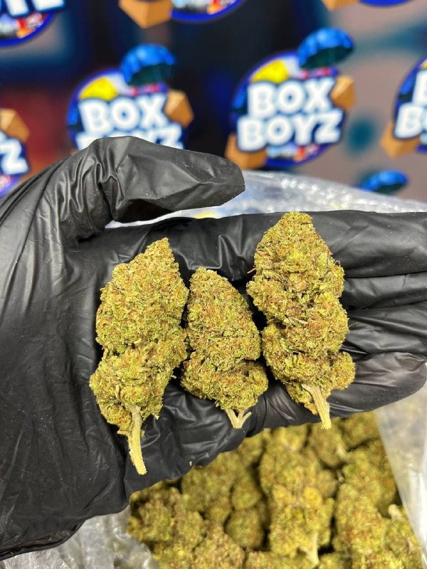 Peach pie strain