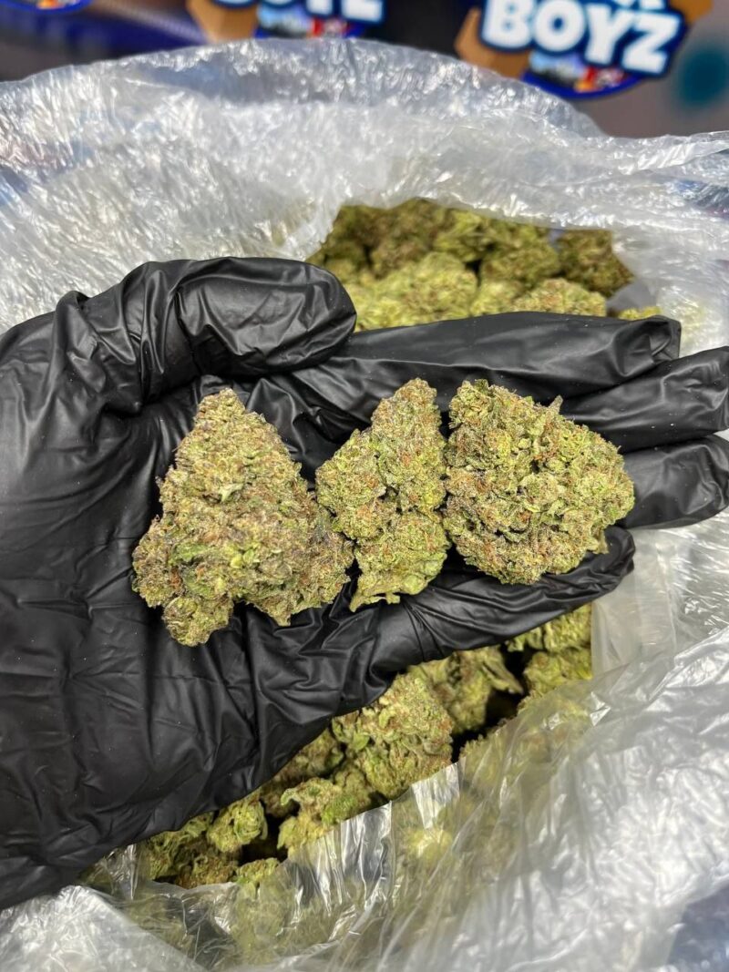 Golden papaya strain