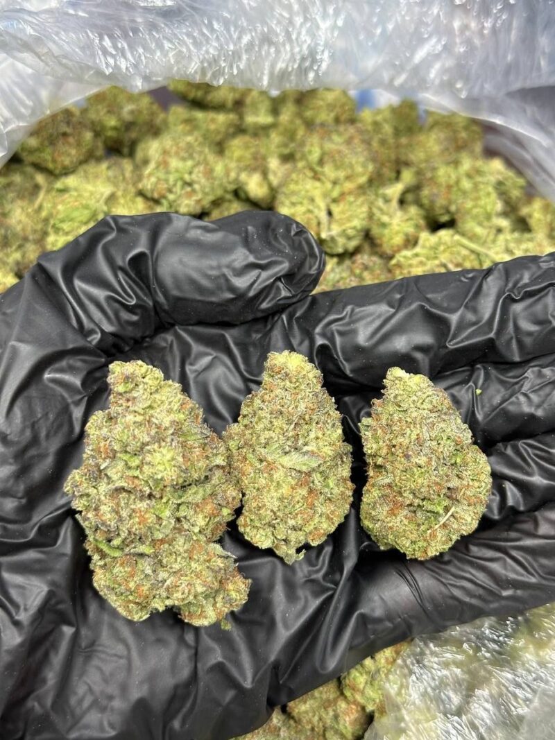 Black DOSI strain