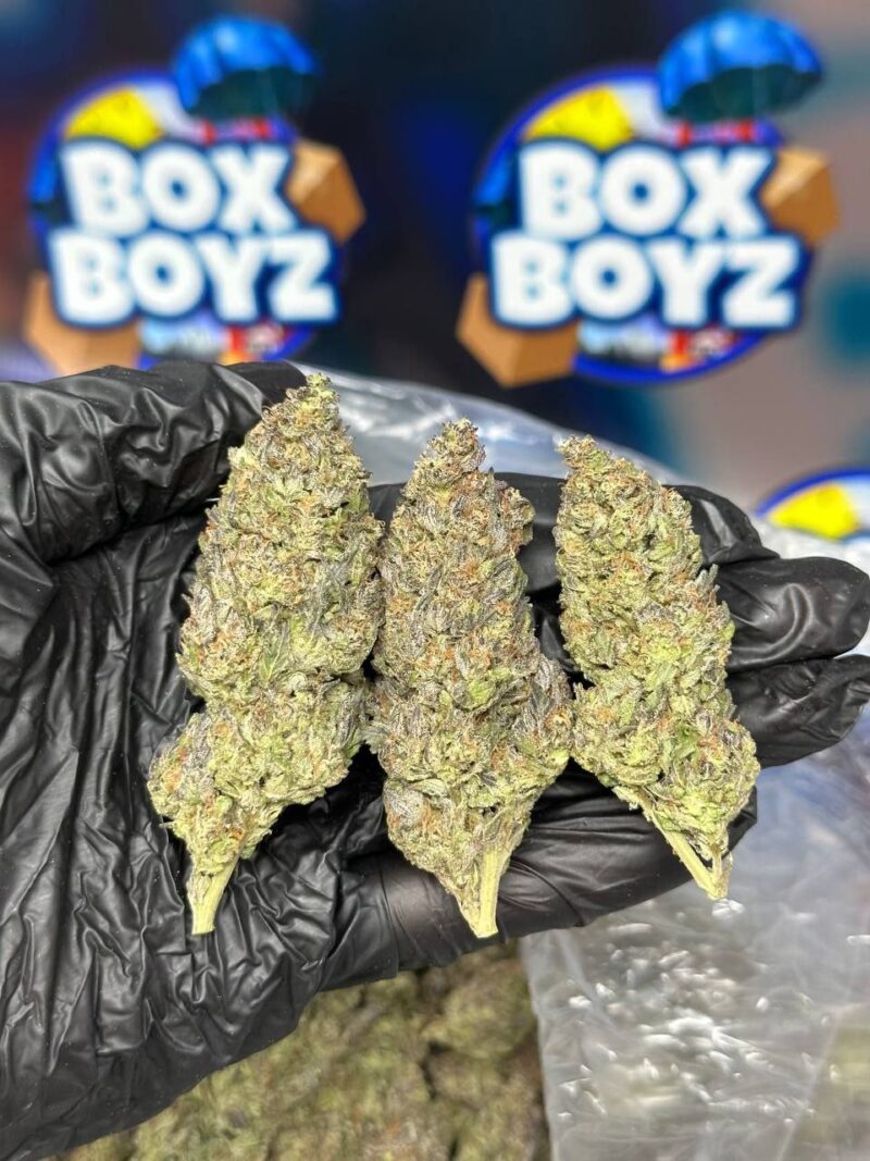 Rainbow gushers strain