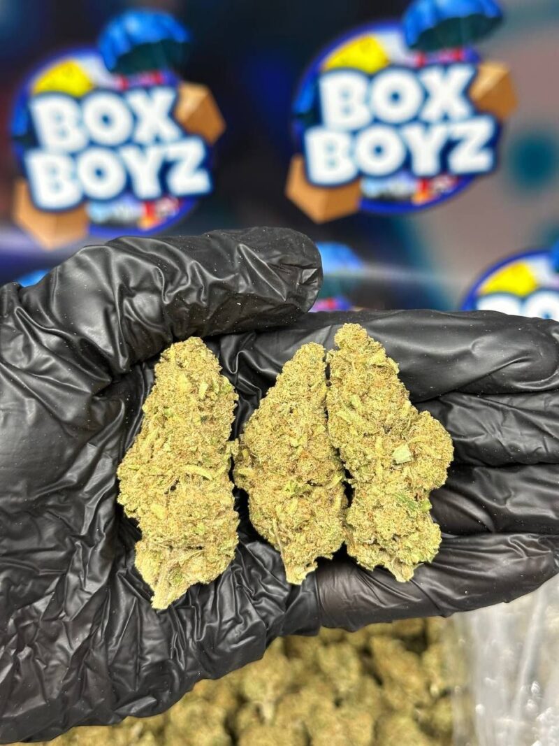 Blackberry Ice  strain
